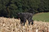 BOUVIER DES FLANDRES 258